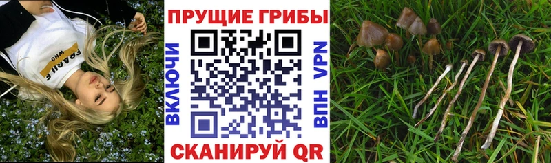 Галлюциногенные грибы Psilocybe  Купить где  Благовещенск 